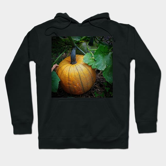 Pumpkin Patch Hoodie by Rebekah Slick